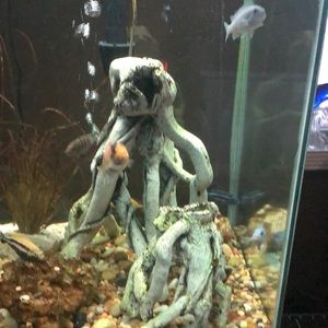 Meet your Posher, Alice